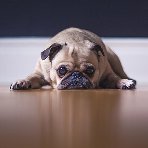 Chien douleur Chien douleur