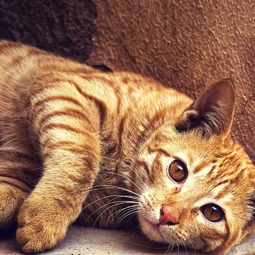 Chat arthrose Chat arthrose