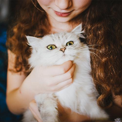 Chat oreilles Chat oreilles