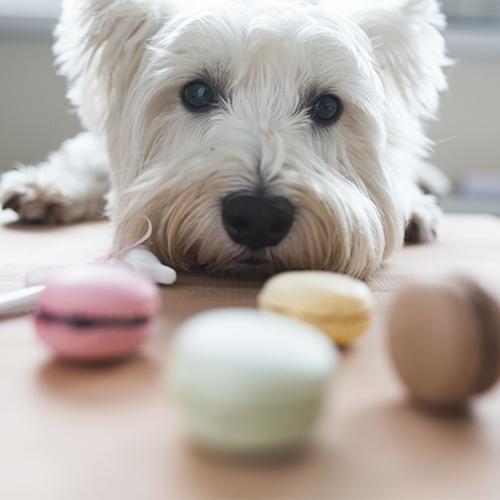 Chien chocolat Chien chocolat