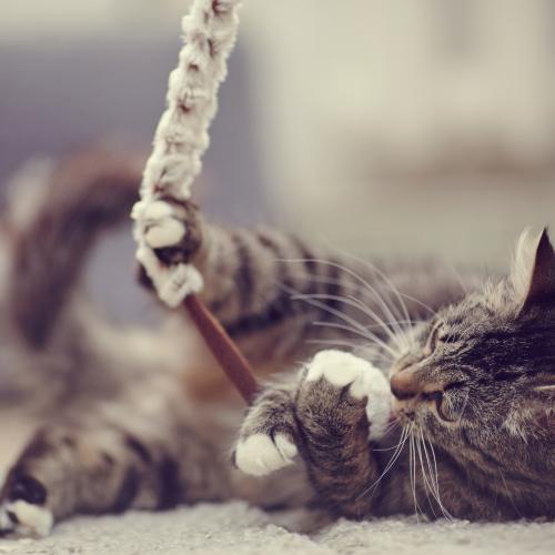 Favoriser l’activité chez un vieux chat à rhumatismes Un chat qui joue malgré l’arthrose