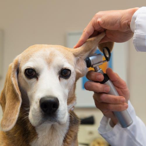 Mon chien a mal à l’oreille Chien qui a mal à l’oreille