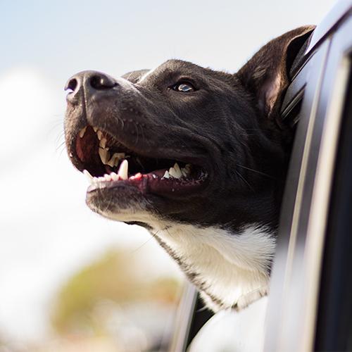 Chien Voiture Chien voiture