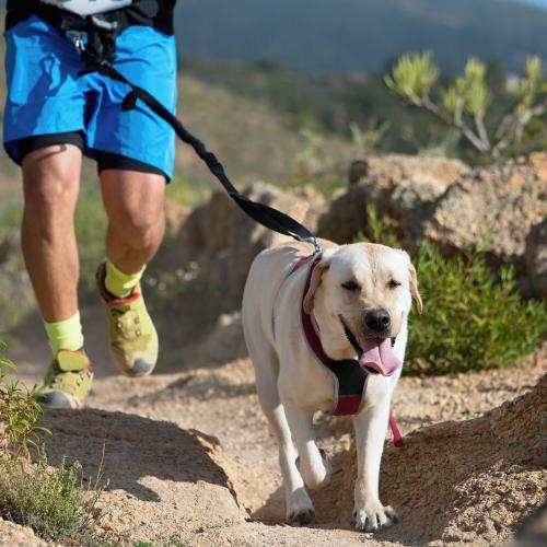 Le canicross, un sport en plein expansion Chien courant un canicross