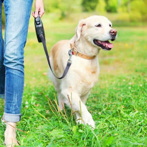 Savoir promener son chien Un chien en balade